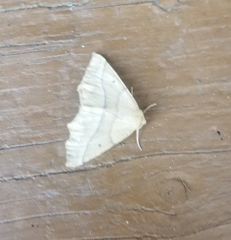 Tetracis jubararia