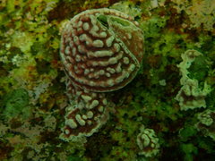 Acmaea