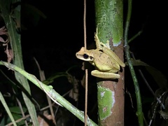 Osteocephalus yasuni