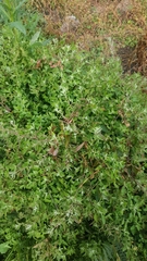 Chenopodium trigonon