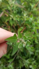 Chenopodium trigonon