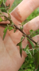 Chenopodium trigonon