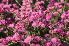 Melaleuca seriata