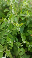 Chenopodium trigonon