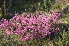 Melaleuca seriata
