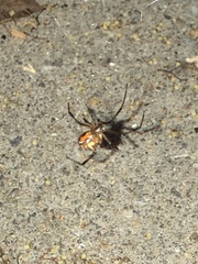 Latrodectus hesperus