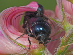 Cryptocephalus violaceus
