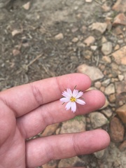 Cosmos parviflorus