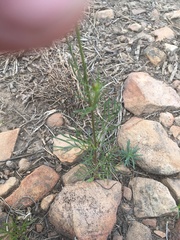 Cosmos parviflorus