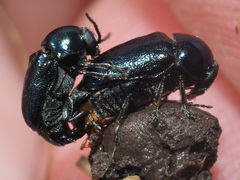 Cryptocephalus violaceus