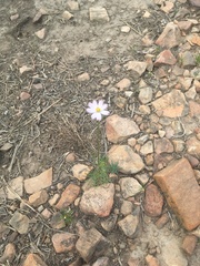 Cosmos parviflorus