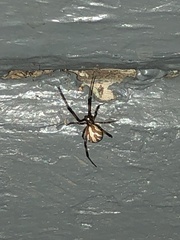 Latrodectus hesperus