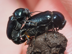 Cryptocephalus violaceus
