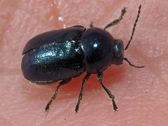 Cryptocephalus violaceus