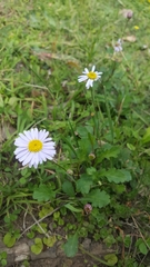 Brachyscome salkiniae