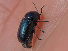 Cryptocephalus violaceus