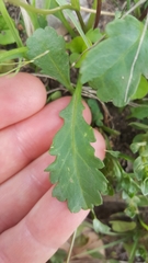 Brachyscome salkiniae