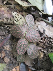 Fittonia albivenis