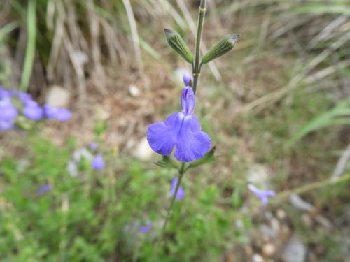 Image of Salvia lycioides by (c) Leticia Jiménez Hernández, some rights reserved (CC BY-SA)