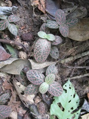 Fittonia albivenis