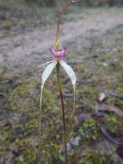 Caladenia colorata