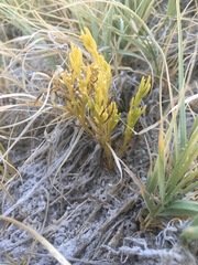 Nitrophila occidentalis