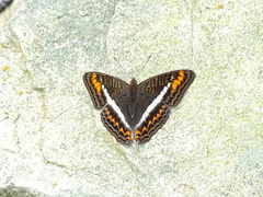 Adelpha corcyra corcyra