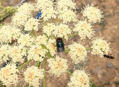 Compsomyiops callipes