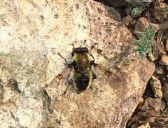 Sericomyia flagrans