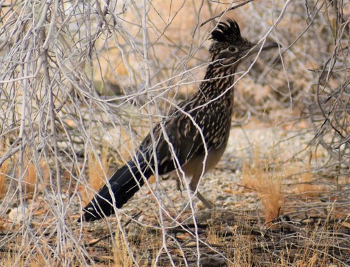 iNaturalist observation photo of Greater Roadrunner