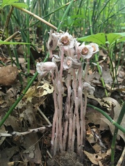 Monotropa uniflora