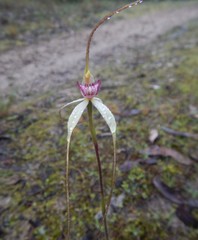 Caladenia colorata