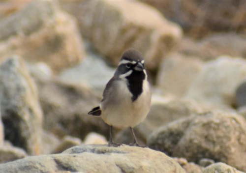 iNaturalist observation photo of Black-throated Sparrow