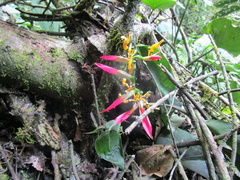 Heliconia schumanniana