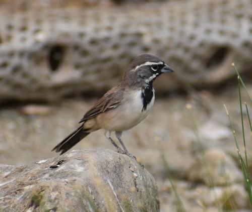 iNaturalist observation photo of Black-throated Sparrow