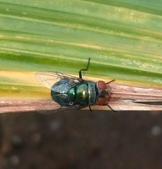 Diptera