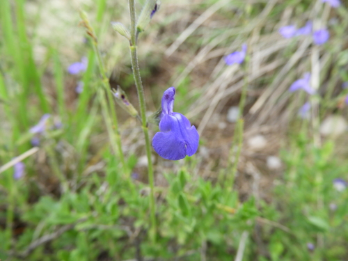 Image of Salvia lycioides by (c) Leticia Jiménez Hernández, some rights reserved (CC BY-SA)