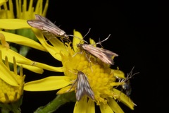 Schreckensteinioidea