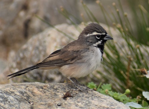 iNaturalist observation photo of Black-throated Sparrow