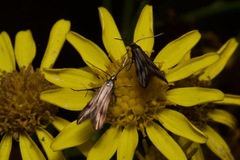 Schreckensteinioidea