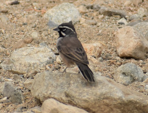 iNaturalist observation photo of Black-throated Sparrow