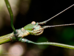Phraortes stomphax