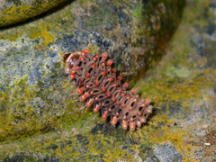 Histia flabellicornis