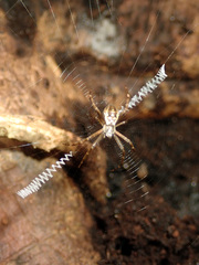 Argiope caledonia