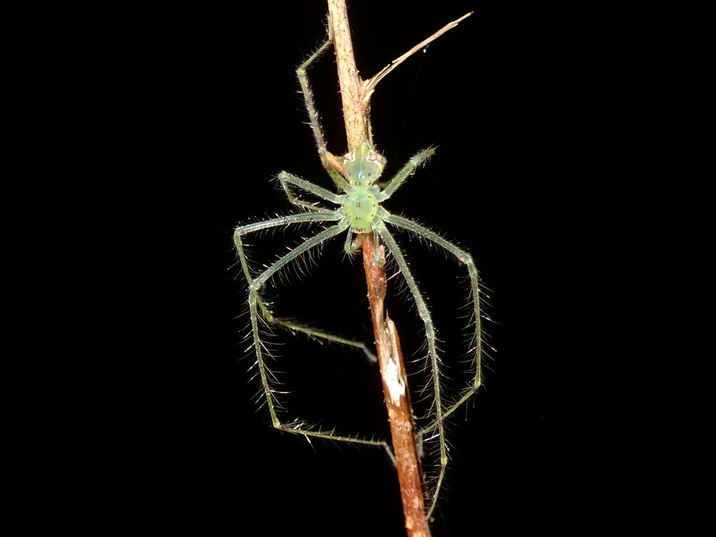 Ischaleinae