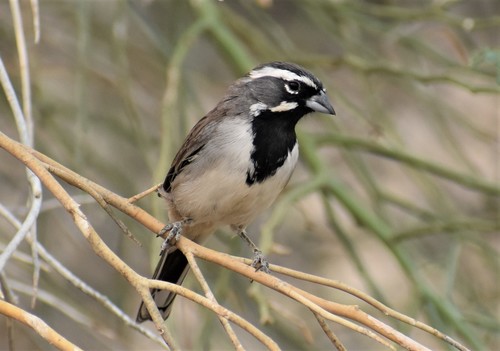 iNaturalist observation photo of Black-throated Sparrow