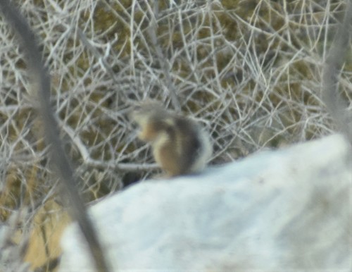 iNaturalist observation photo of White-tailed Antelope Squirrel