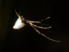 Argyrodes antipodianus