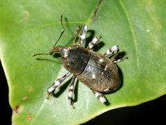 Anomocerus coquereli