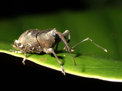 Anomocerus coquereli